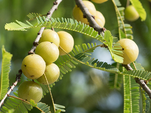 ผลิตภัณฑ์ดูแลเส้นผมบรรจุสุญญากาศผงมะยม Amla จากอินเดียสามชั้น - Product Image 2