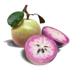 Star Apple gusto dolce realizzato In Vietnam buon commercio all'ingrosso organico fresco maturo morbido viola stella mela