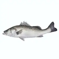 Grosir Ikan Tilapia Fillet dan Ikan Tilapia Perak Putih Ikan Pita Beku untuk Dijual