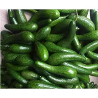 Common Cultivation Type Vietnam Fresh Avocado for US, EU