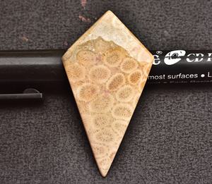 Fósil Coral cabujón AAA +, Gema de Coral fósil para joyería, todos los tipos, formas mezcladas para diseño de joyería, precio al por mayor, fósil - Product Image 5