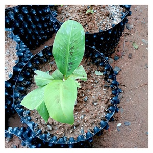 กระถางปลูกต้นไม้ PE 3 5 7 10 20 30 40แกลลอน,กระถางปลูกต้นไม้ในสวน - Product Image 3