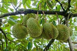 Fruta Durian fresca congelada al por mayor con precio competitivo de Vietnam - Product Image 6