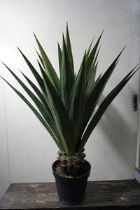 Precio de fábrica Planta de <span class=keywords><strong>agave</strong></span> artificial ornamental Decoración de arte minimalista de plástico para oficina u hotel para diseño de interiores - Product Image 3