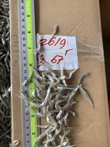 Anchoas Congeladas/Anchoas Frescas/Anchoas en Filete - Product Image 5