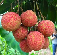 Kme Verkoper Goede Kwaliteit Vers Zoet Lychee Fruit Tegen Goedkope Prijs Vietnam 5-10Kg Karton