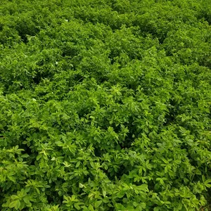 Organische Bio Gras Pellets Alfalfa Gras Fabriek Gedroogde Hoge Kwaliteit Ruminants Foder Feed