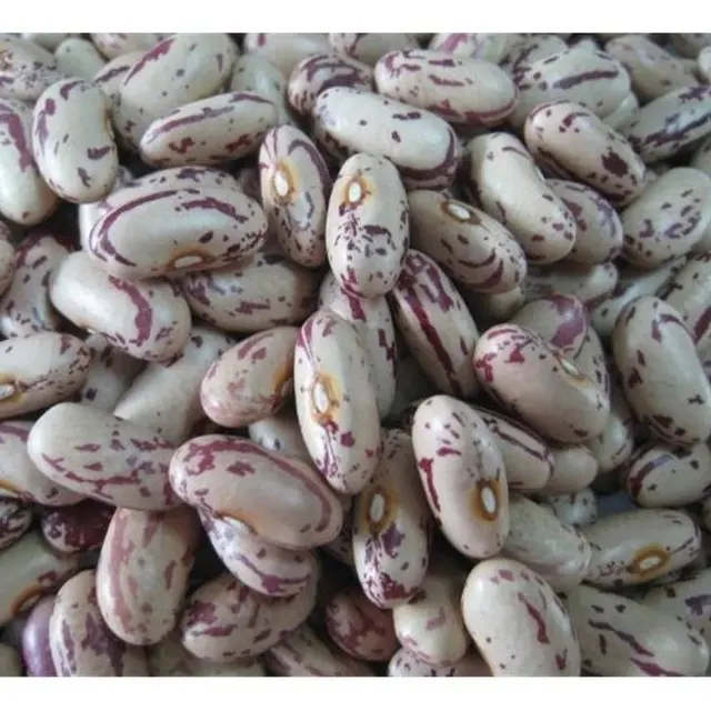 콩 얼룩덜룩 한 신장 긴/라운드 유형 최고의 품질 붉은 색 설탕 콩 빛 얼룩덜룩 한 신장 콩