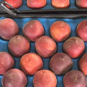 PEACH / NECTARINE Segar