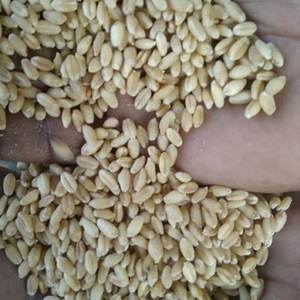 Salvado de trigo duro orgánico de alta calidad y grano de trigo rojo AD uso de alimentos secos vendidos a granel 2 años de vida útil - Product Image 4