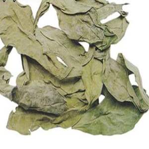 Ventas calientes para la hoja andrógina de Sauropus seca con la calidad de exportación más alta del proveedor de Vietnam - Product Image 1