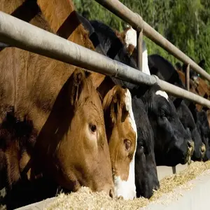 Fabricante de alimentos para aves de corral, mejor proteína PKE de soja, BEAN18-24 %, semilla de palma, aceite de pastel, pollo, vaca, cerdo