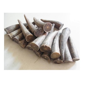 Puntas de cuerno de búhos, bocina natural, artesanía de la India, al mejor precio - Product Image 4