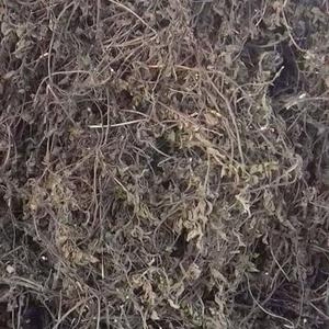 100% FEUILLES DE GELÉE D'HERBE SÉCHÉES NATURELLES-AMBRE - Product Image 2