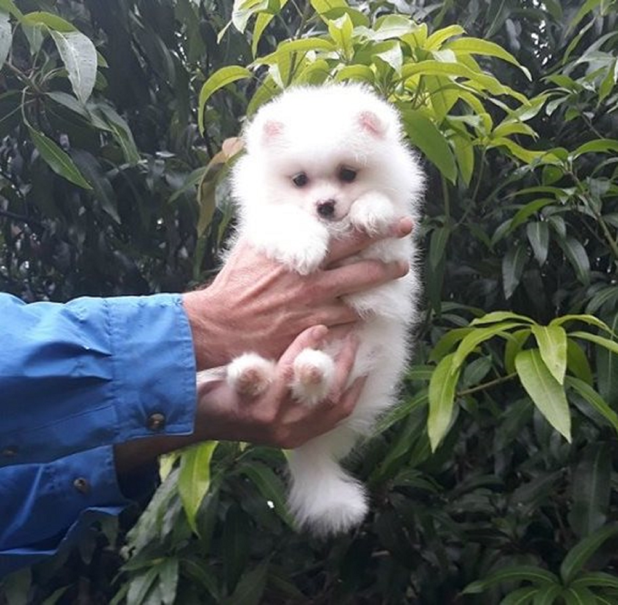 Promocion Spanish Compras Online De Spanish Promocionales Pomerania Cachorro Alibaba Com