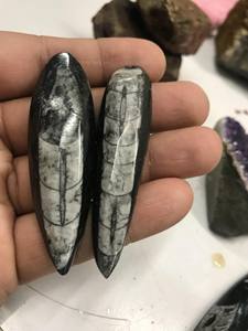 Pierre précieuse d'orthoceras de haute qualité naturelle - Product Image 5