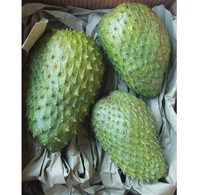 FRUITS DE COROSSOL FRAÎCHES À PRIX TRÈS COMPÉTITIF - AXEL + 84 38 776 0892