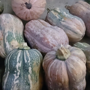 Chips de citrouille bio FRESH PUMPKIN de la meilleure qualité au Vietnam - Product Image 6