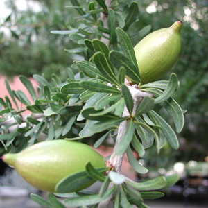 Huile de support d'argan pressée à froid |   Extrait naturel pur à 100% |   Fournisseur certifié GMP |   OEM/ODM disponible - Product Image 6