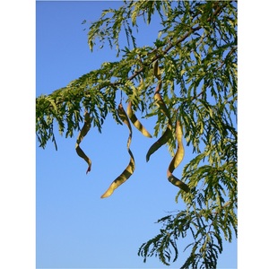 VIETNAM GLEDITSIA SINENSIS HONEY LOCUST PARA LA INDUSTRIA DEL CHAMPÚ 2022 Ms Laura - Product Image 3