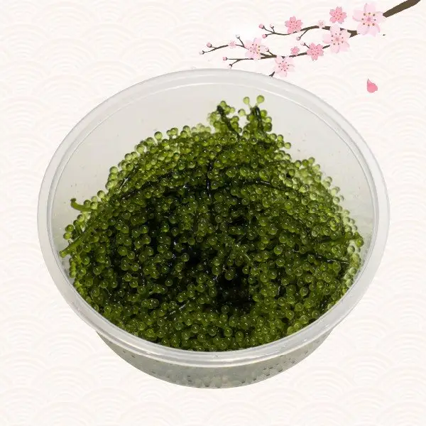 Sea Grapes - Seaweed High Quality from Vietnam//whatsapp +84 787408159