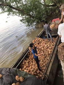 Noix de coco séché entièrement en haute qualité, au meilleur prix depuis VIET nico/whatsapp + 84 845 639 639 - Product Image 6