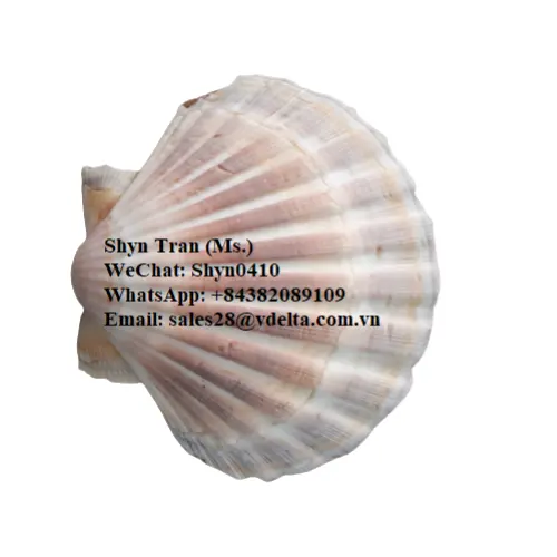 Concurrerende Prijs Coquille Zee Schelpen Uit Vietnam Met Hoge Kwaliteit/Coquilles Mooie Seashell Voor Decoratie/Shyn Tran + 84382089109