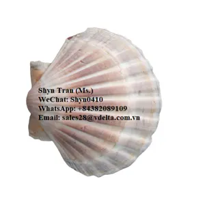 Ракушки морские гребешки из Вьетнама высокого качества/ракушки хорошего качества для украшения/Shyn Tran + 84382089109