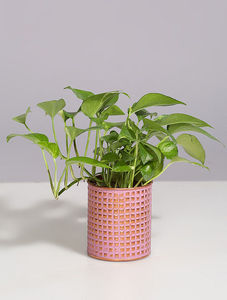 Pot de fleur de jardinière de jardin fait à la main de qualité supérieure meilleure vente avec un design incroyable et une finition attrayante chaude d'Inde - Product Image 4