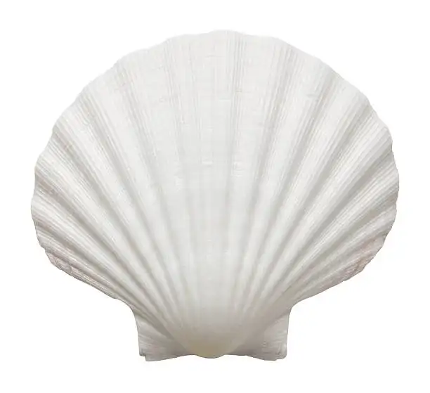 Concha de mar festoneado, concha de mar para artesanía y decoración del hogar de Vietnam, el mejor precio, Ms.Lucy + 84, 929, 397, 651