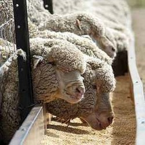 PAILLE DE MAÏS, LUZERNE, CÉRÉALES, FOIN, 18-24% GÂTEAU de NOYAU de palmier de BOVINS POULET ALIMENTS POUR ANIMAUX VACHE, mouton, porc, chèvre Kahramanmaras Turquie