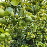 LIME FRAIS SANS GRAINES PLEINE TAILLE S/M/L POUR LE MARCHÉ DE DUBAÏ PRIX BON MARCHÉ TRACY CAO 84 969 800 854