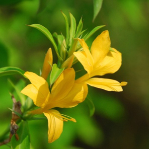 Extrait de Barleria Prionitis (Vajradanti) - Product Image 3