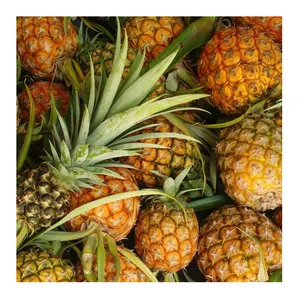 2021 Top Quality Competitive Price Thai Fresh Pineapple / New Harvest Pineapple In Bulk For Export