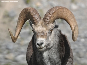 เขาสัตว์แบบเป่ารูปควายและขัดมันทำด้วยมือจากธรรมชาติ - Product Image 3