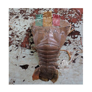 frozen slipper lobster whole