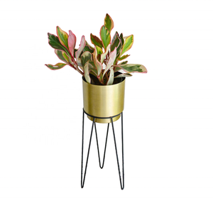 Jardinière en métal chromé, design moderne, écologique, durable, de bonne qualité pour la décoration du jardin et de la maison à prix avantageux - Product Image 1