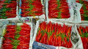 Piment surgelé IQF de qualité supérieure en provenance du Vietnam |   Piments entiers et coupés |   Fournisseur d'exportation en gros - M. Alex Truong - Product Image 6