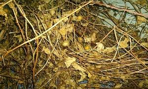 Extrait de Passiflora Incarnata séché de haute qualité HOLIDAY - Product Image 5