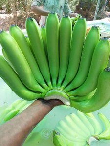 <b>Fresh</b> Cavendish <b>Banana</b> - Nutritious Fruit From Viet Nam - Product Image 5