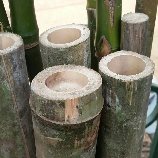 Lieferant trockene und grüne Bambus stangen 300cm zur Herstellung von Zahnstochern MS ANNA 84902804571