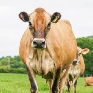 Jersey Cows For Sale And Pregnant Jersey Cow Alibaba Com