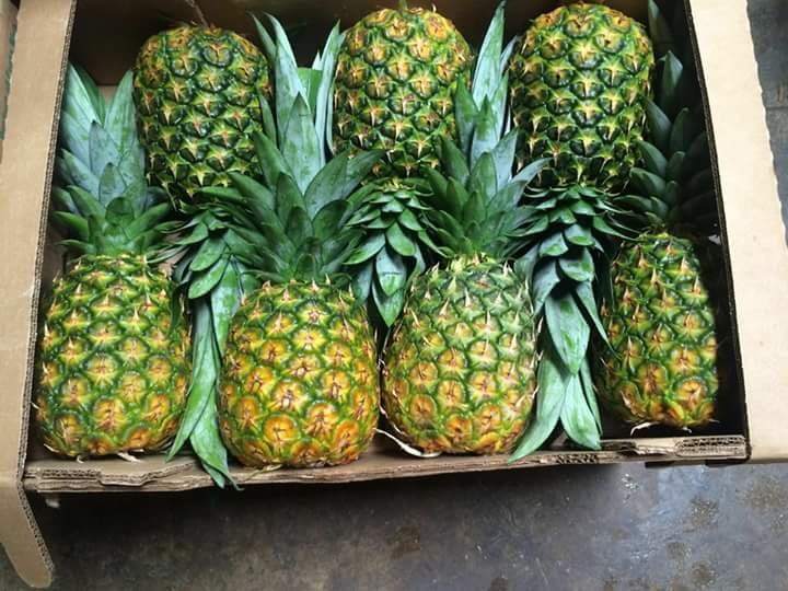 MD2 PINEAPPLE Vietnam 10 Kg GRADE 1 Natural Sweet FRESH YELLOW FLESH COMMON Cultivation 10-12 Cm with HACCP Certification