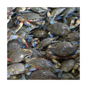 Crabe frais et givré, 5 pièces, collection 2022, vente en gros, pour l'exportation et compétition