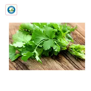 Premium Quality 100% Pure Coriander Oil: Wholesale Deals Direct from Indian Manufacturer | Bulk Coriandrum Sativum Essential Oil