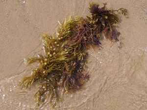 สาหร่ายทะเล/แห้ง Sargassum เวียดนาม - Product Image 4