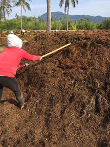 สาหร่าย Sargassum แห้งสำหรับอาหารสัตว์และปุ๋ย // shyn Tran - Product Image 6