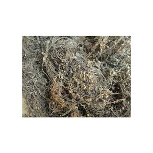 DRIED SARGASSUM <b>SEAWEED</b> at WHOLESALES - Product Image 1