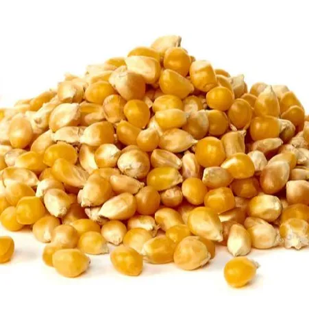 maize bran manufacturers in india