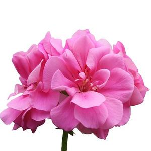 Aceite aromático para Hotel, aceite de fragancia de flor de Geranium 100% puro de larga duración - Product Image 1